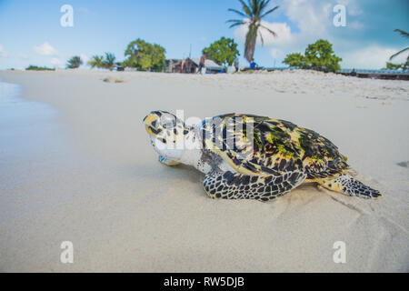 Tortuga verde, Chelonia Mydas, Granja de Tortugas, Los Roques, Venezuela Caribe. Foto Stock