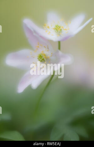 Un paio di bianco puro anemoni di legno intrecciate in un abbraccio amoroso. Anemone nemerosa, macro di una splendida foresta di primavera fiore. Soft focus con immagine Foto Stock