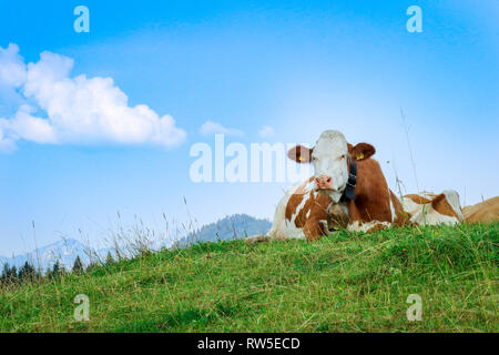 Felice vacca bavarese relax alpino sul campo in erba verde con spazio copia, viaggi Baviera Reit im wink winklmoosalm Foto Stock