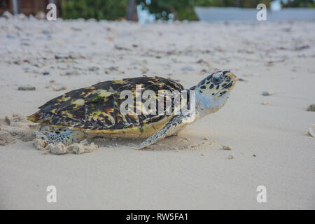 Tortuga verde, Chelonia Mydas, Granja de Tortugas, Los Roques, Venezuela Caribe. Foto Stock