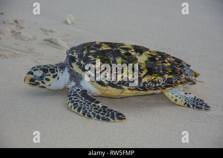 Tortuga verde, Chelonia Mydas, Granja de Tortugas, Los Roques, Venezuela Caribe. Foto Stock