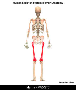 Scheletro umano anatomia del sistema Vista posteriore Foto Stock