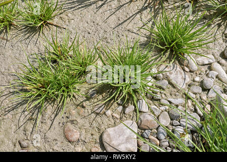 Cyperus fuscus piante in un riverbed Foto Stock