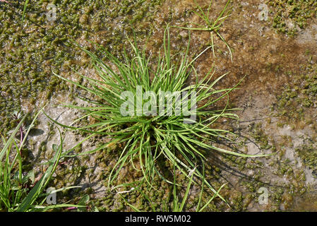 Cyperus fuscus piante in un riverbed Foto Stock