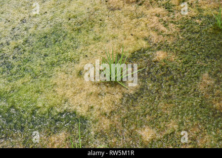 Cyperus fuscus piante in un riverbed Foto Stock