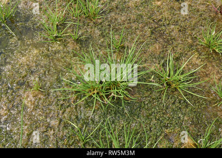 Cyperus fuscus piante in un riverbed Foto Stock