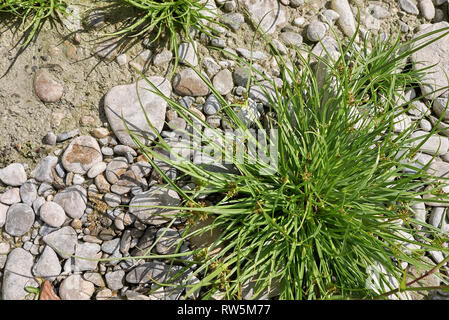 Cyperus fuscus piante in un riverbed Foto Stock