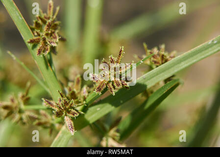 Cyperus fuscus piante in un riverbed Foto Stock