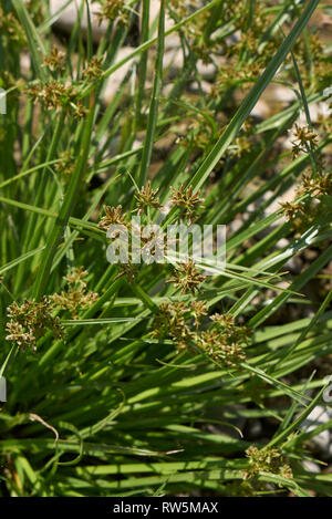 Cyperus fuscus piante in un riverbed Foto Stock