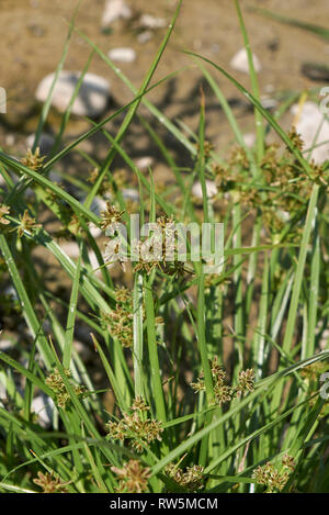 Cyperus fuscus piante in un riverbed Foto Stock