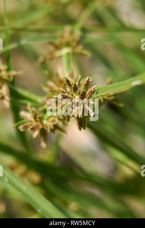 Cyperus fuscus piante in un riverbed Foto Stock