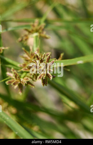 Cyperus fuscus piante in un riverbed Foto Stock