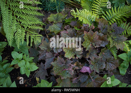 Il fogliame multicolore di impianto Heuchera Foto Stock