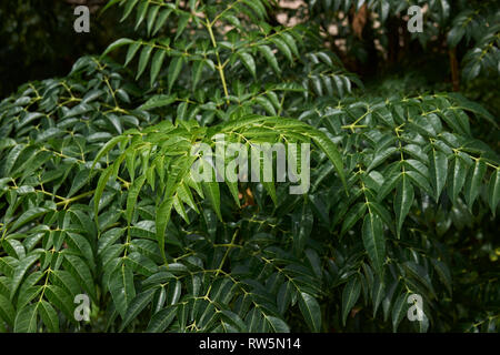 Melia azedarach ramo con frutta Foto Stock