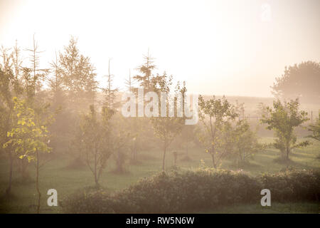 La nebbia nel frutteto. Paesaggio estivo con giardino di frutta nella nebbia. Classico paesaggio rurale con nebbia in Lettonia. Nebbia sul giardino nel periodo estivo. Foto Stock