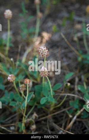 Trifolium fragiferum Foto Stock
