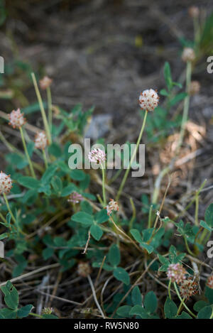 Trifolium fragiferum Foto Stock