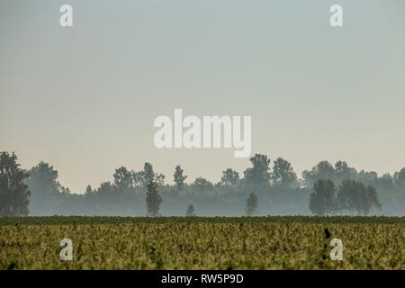 Paesaggio estivo con campo verde foresta e nella nebbia. Classico paesaggio rurale con nebbia in Lettonia. La nebbia in campo nel periodo estivo. Foto Stock