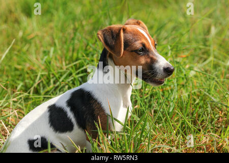 Piccolo Jack Russell Terrier seduto in erba, vista laterale. Foto Stock