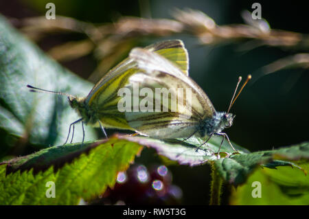 Verde-bianco venato farfalle coniugata Foto Stock