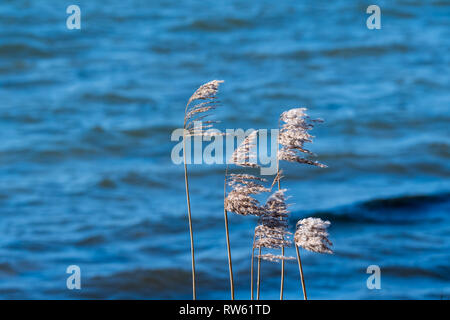 Soffice asciutto fiori di Canne al vento da un blu sullo sfondo di acqua Foto Stock