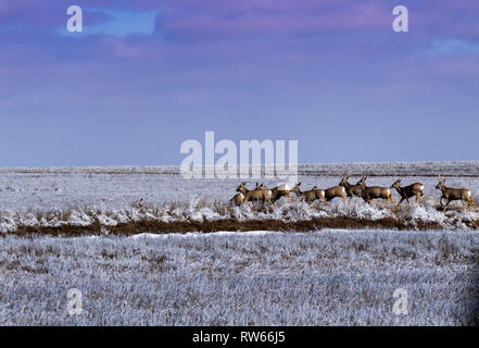 Una mandria di Mule Deer corrono attraverso un effetto smerigliato campo aperto si trova nella città di Scott , Kansas 2019 Foto Stock