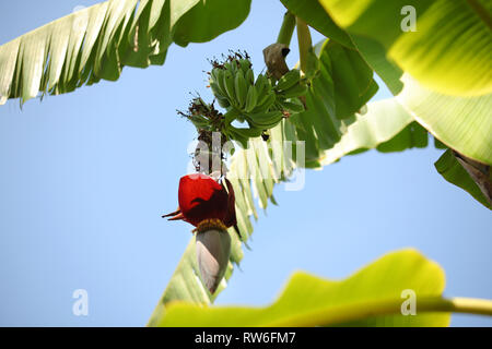 Mazzetto di verde banane acerbe cresce su Palm tree, alcune foglie e cielo chiaro in background. Foto Stock