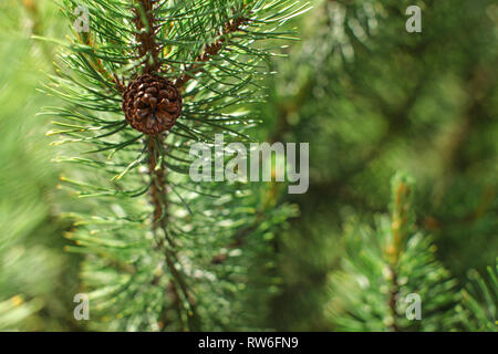 La profondità di campo di una foto, solo un piccolo cono di conifere in focus, dettaglio sul verde giovane abete, il sole splende nel retro. Molla di abstract backgrou foresta Foto Stock