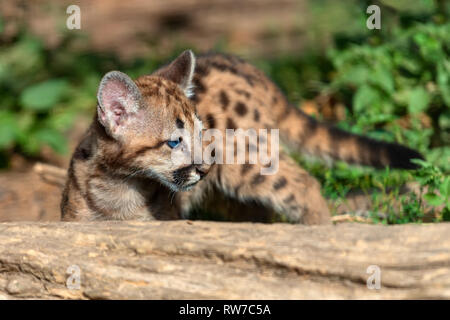 Ritratto baby cougar, mountain lion o puma Foto Stock