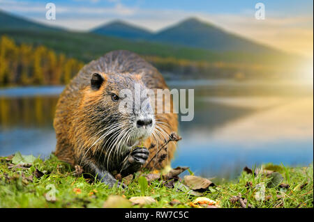 Topo muschiato (Ondatra zibethica) nella primavera del lago con la montagna Foto Stock