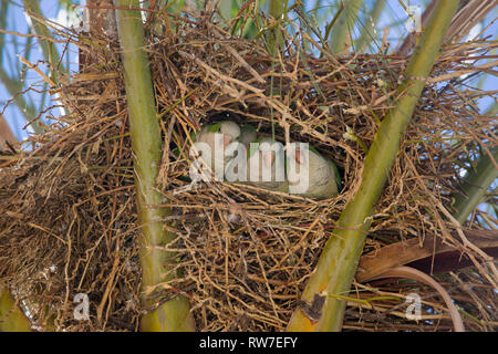 Monaco parrocchetti, noto anche come quaker pappagalli, nesting in un albero di palma a Torrox Costa in Spagna. & Invasiva feral in molti spagnolo località costiere Foto Stock