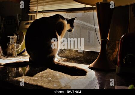 Cat guardando fuori dalla finestra Foto Stock