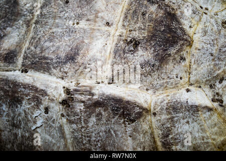 Close up dettaglio del guscio di tartaruga texture. Foto Stock