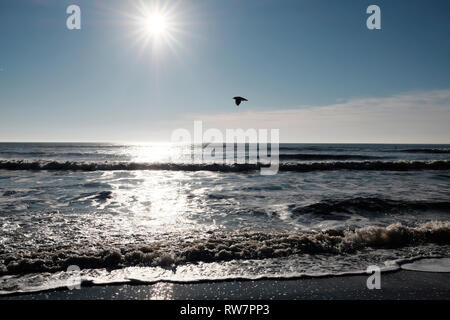 Un gabbiano solitario sorvola la rottura surf parallelamente al litorale della spiaggia di Compton, Isle of Wight, Inghilterra, Regno Unito. Foto Stock