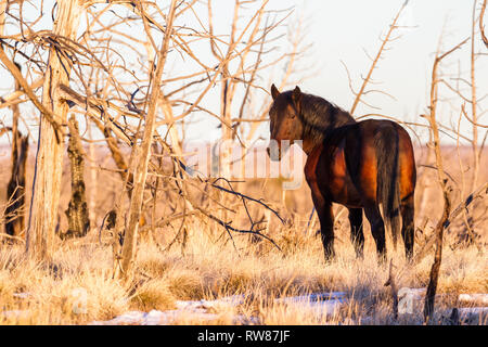 Bella sana Wild Horse camminando sulla cima della mesa in Mesa Verde National Park. Scena invernale con erba secca e gli alberi morti da un vecchio incendio. lo Foto Stock