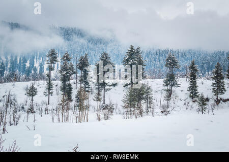 Alberi di pino che cresce in un paesaggio innevato con alcune fantastiche nuvole in background. Snow Landscape. Foto Stock