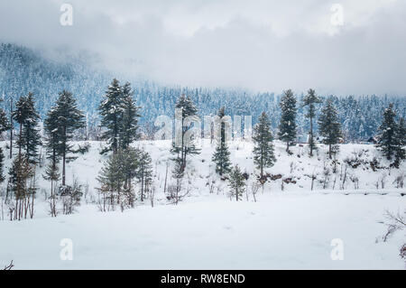 Alberi di pino che cresce in un paesaggio innevato con alcune fantastiche nuvole in background. Snow Landscape. Foto Stock