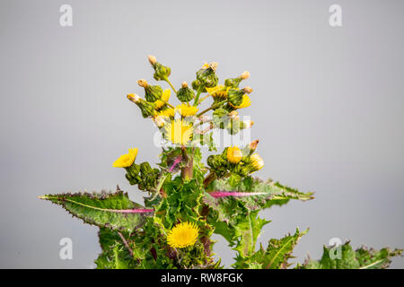 Una fioritura Sowthiistle coccolone (Sonchus asper) al San Luis National Wildlife Refuge nella valle centrale della California USA Foto Stock