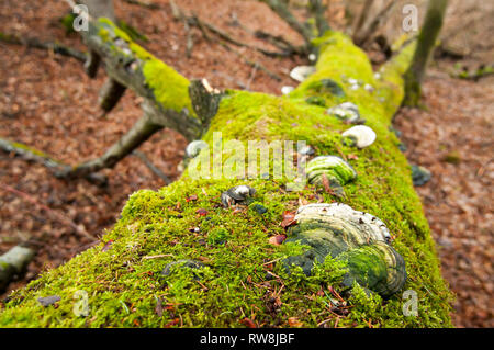 Fomes fomentarius, tinder fungo, falso tinder fungo, zoccolo fungo, tinder conk, tinder polypore o uomo di ghiaccio il fungo della dad tree coperti di muschio in th Foto Stock