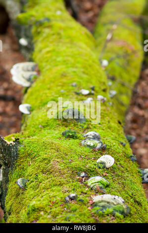 Fomes fomentarius, tinder fungo, falso tinder fungo, zoccolo fungo, tinder conk, tinder polypore o uomo di ghiaccio il fungo della dad tree coperti di muschio in th Foto Stock
