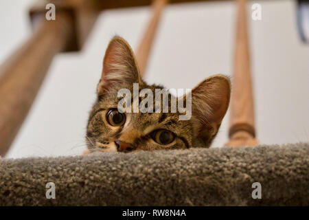 Un curioso giovane grigio tabby kitten coetanei su una scala balaustra Foto Stock