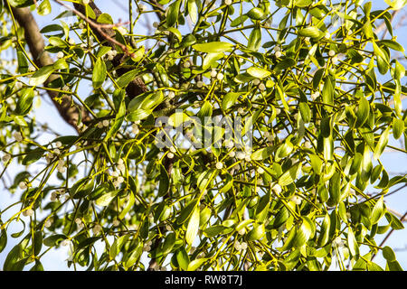 Vischio europeo, Viscum album che cresce su un Populus, Poplar Tree Foto Stock