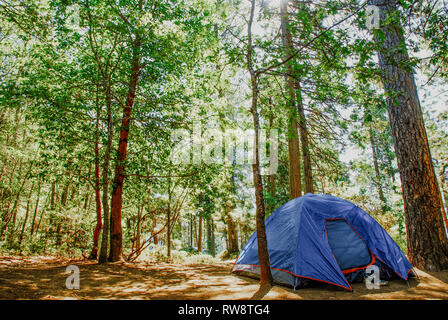 Tenda da da campeggio blu allestita in un tranquillo campeggio con pineta e luce del sole attraverso alti alberi che rappresentano l'avventura all'aria aperta e i viaggi nella natura. Foto Stock