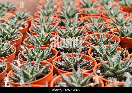 Varietà di cactus piante in vaso. Vista ravvicinata. Messa a fuoco selettiva. Foto Stock