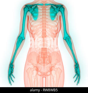 Scheletro umano sistema Arti Superiori anatomia Foto Stock