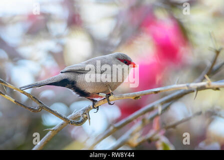 Common Waxbill - Estrilda astrild, piccolo e bellissimo uccello palissonatrice con becco rosso da giardini africani e cespugli, Swakopmund, Namibia. Foto Stock