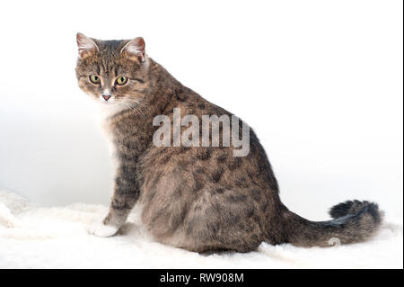 Pet in gravidanza. Il gatto si siede e guarda con cautela in avanti.quando il vostro gatto è in stato di gravidanza significa che avrete una cucciolata di adorabili gattini. Foto Stock