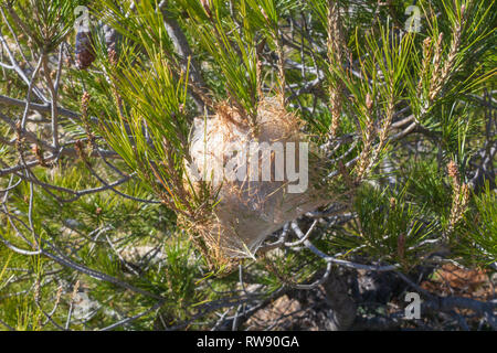 Thaumetopoea pityocampa, nido del Pine processionary bruchi, seta tenda, Spagna Foto Stock