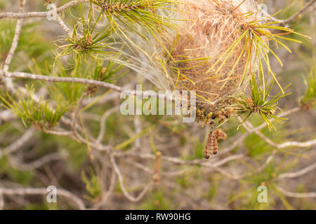 Thaumetopoea pityocampa, nido del Pine processionary bruchi, seta tenda, Spagna Foto Stock