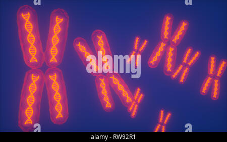 Trasparente di cromosomi x con incandescente elica di DNA / 3d'Illustrazione - Illustrazione Foto Stock